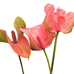 ANTHURIUM (Antúria)