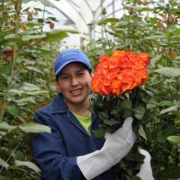 Bellarosa - pestovateľ ekvádorských ruží