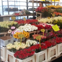 Fotoreportáž - štýl predaja kvetov v Holandsku