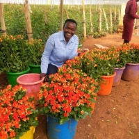 Isinya - 35 hektárov ruží v Keni