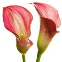 Zantedeschia (Kala)