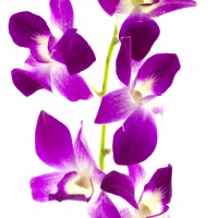 Dendrobium (vstavač)