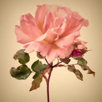 Ruže a ich história: symbol vojny i lásky