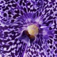 Vanda - exkluzívny orchidea pre náročných