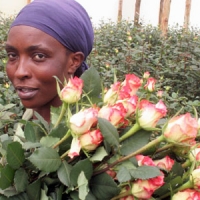 Čerstvé rezané ruže z Kene