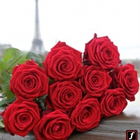 Kvetinové kráľovstvo Fransen Roses