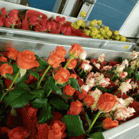 Van der Berg Roses: domov prémiových ruží