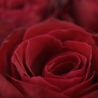 Prvý diel: lacné ruže versus luxusné ruže