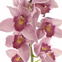 Diel prvý: orchidey a čo o nich možno (ne) viete
