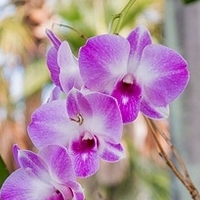 Diel druhý: Orchidea a čo o nej možno (ne) viete