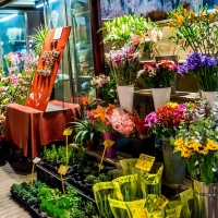 Prečo sa ceny kvetov v kvetinárstve tak líšia?
