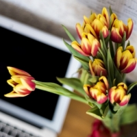 Kvety do kancelárie, ktoré vám spríjemnia týždeň
