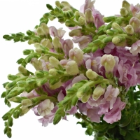 Papuľka (Antirrhinum, Snapdragons)