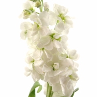 matiola (Matthiola Incan)
