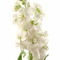 matiola (Matthiola Incan)