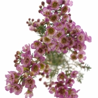 Vosková kvetina (Chamelaucium, Waxflower)