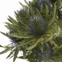 Eryngium - okrasný bodliak