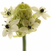 Bledavka (Ornithogalum)