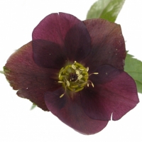 Čemerica (Helleborus)