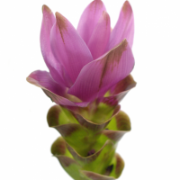 Kurkuma (Curcuma)