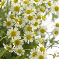 Vratič, Rimbaba (Tanacetum parthenium)