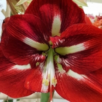 Zornica (Hippeastrum) - dokonalá vianočné kvetina