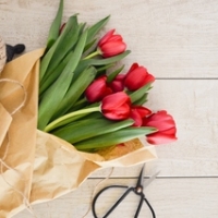 Ako sa starať o rezané tulipány