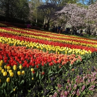 Keukenhof 2019