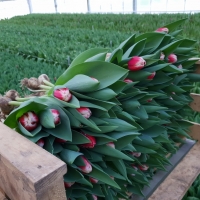 Ako sa dnes pestujú tulipány v Holandsku?