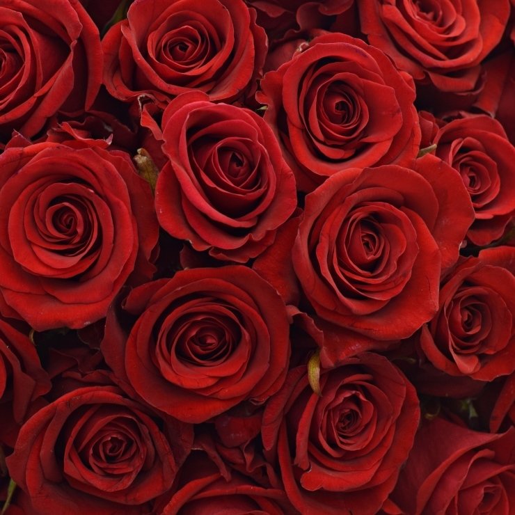 Red Eagle - červená ruža od jediného pestovateľa na svete