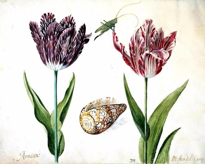 História tulipánov