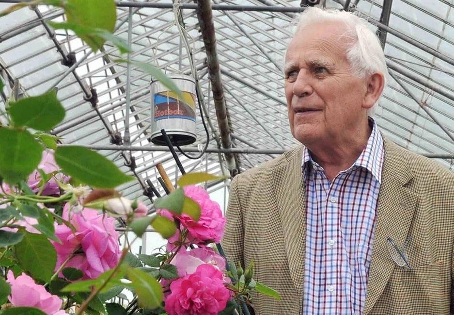 David Austin Roses aneb honosné ruže do svadobnej kytice