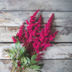 Čerchava (lat. Astilbe): čo o nej vieme?