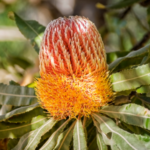 Pavúkovec (lat. Banksia): čo o ňom vieme? 