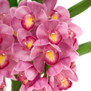 Orchidej člunatec (lat. Cymbidium): čo o nej vieme?