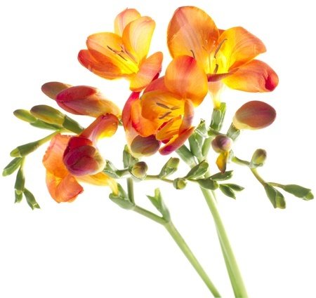 Freesia (lat. Freesia): čo o nej vieme?