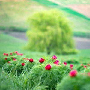 Pivoňka (Paeonia)