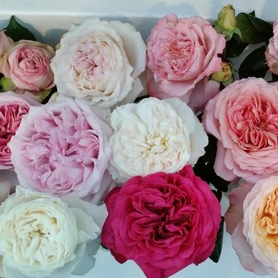 David Austin Roses aneb honosné ruže do svadobnej kytice