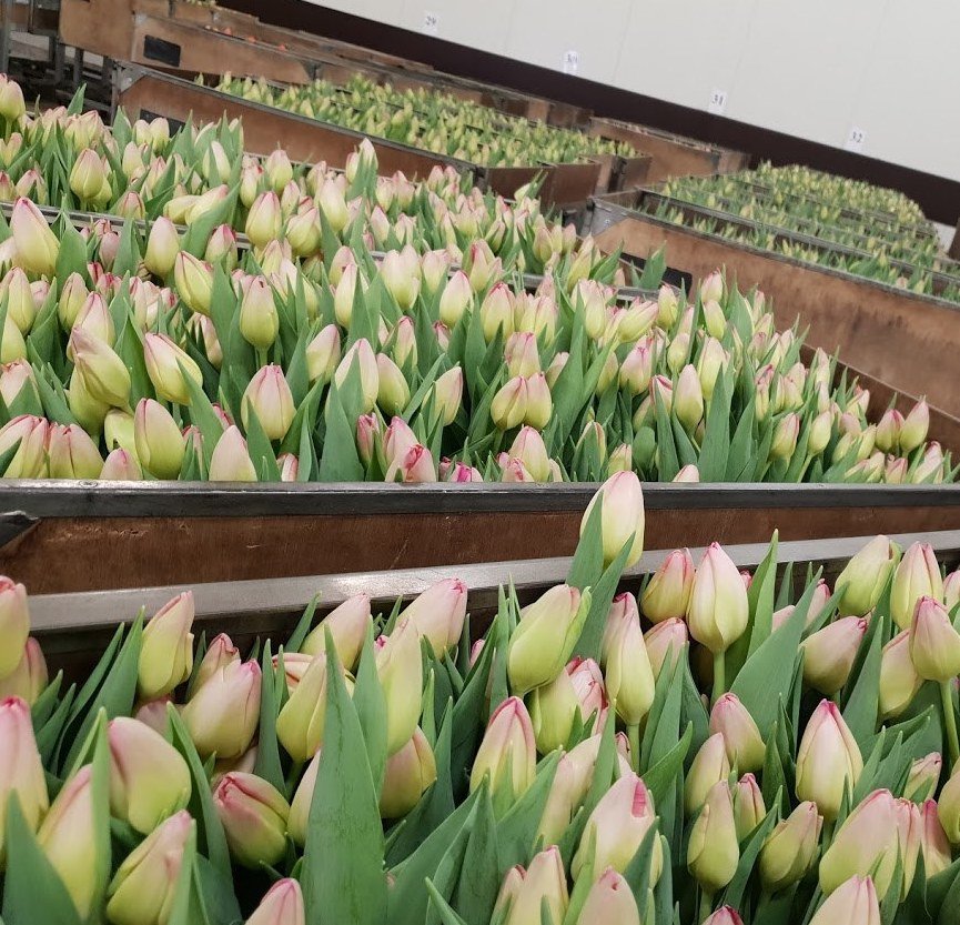 Ako sa v Holandsku pestujú tulipány?