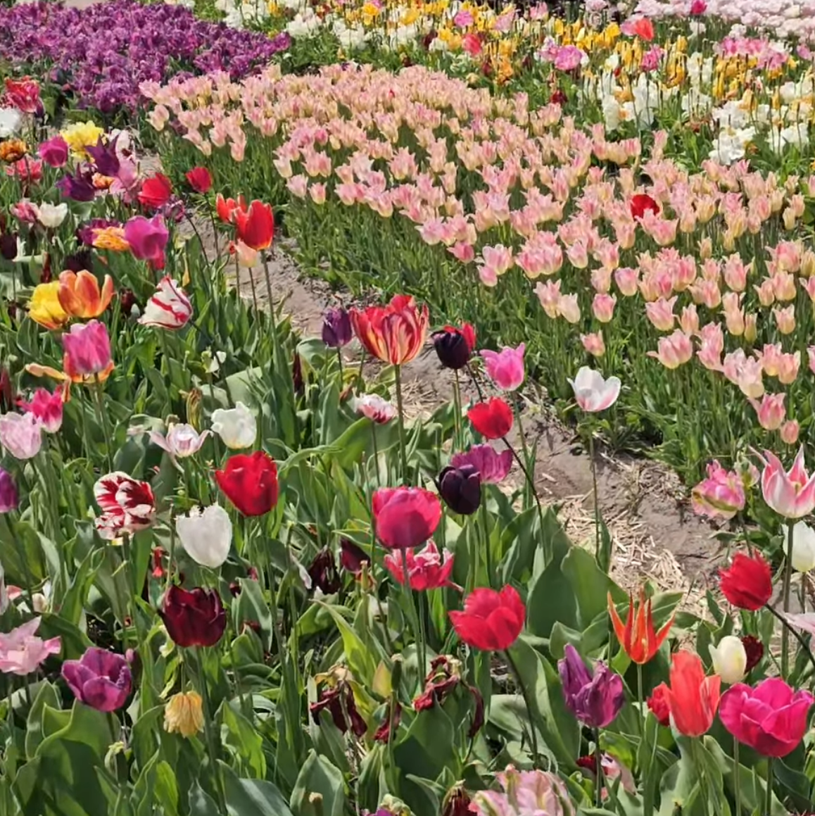 Ako sa v Holandsku pestujú tulipány?